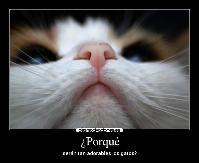 ¿Porqué - serán tan adorables los gatos?