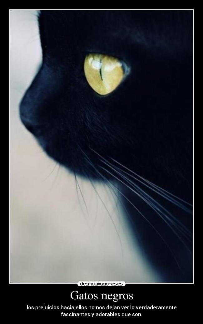 Gatos negros - los prejuicios hacia ellos no nos dejan ver lo verdaderamente
fascinantes y adorables que son.