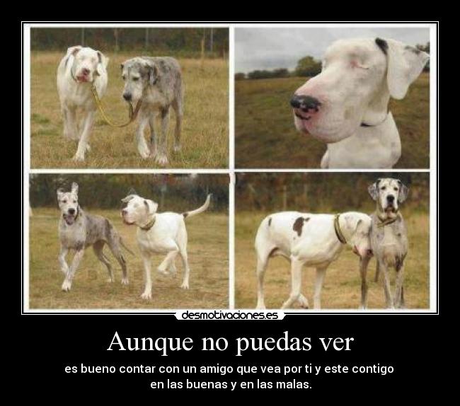 Aunque no puedas ver -