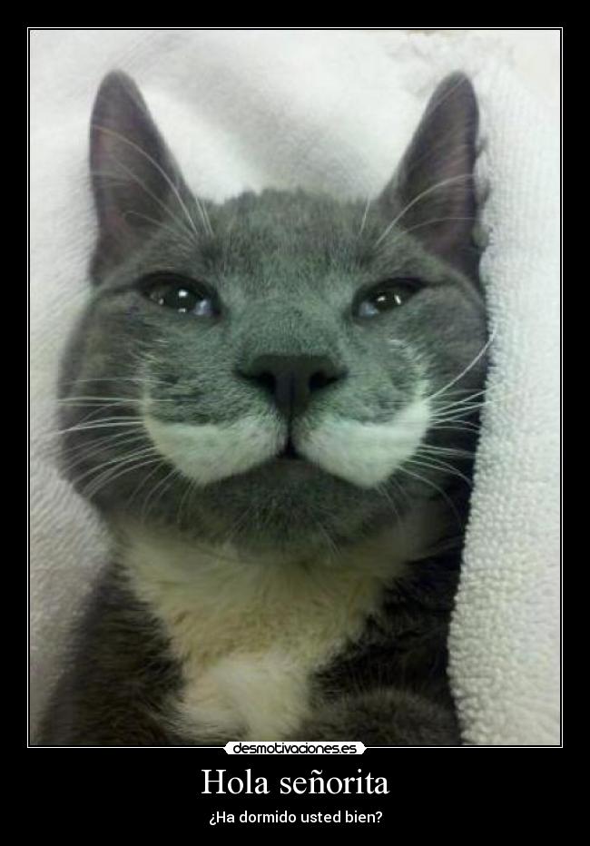 Hola señorita - ¿Ha dormido usted bien?