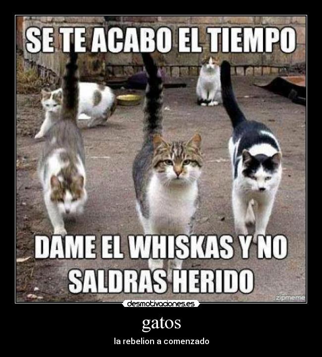 gatos -