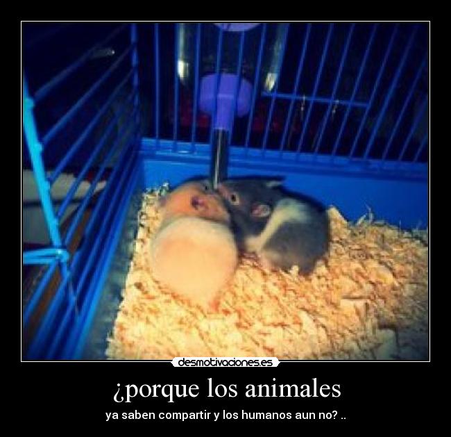 carteles animales triste realidad supone que nosotros tenemos capacidad razonar desmotivaciones
