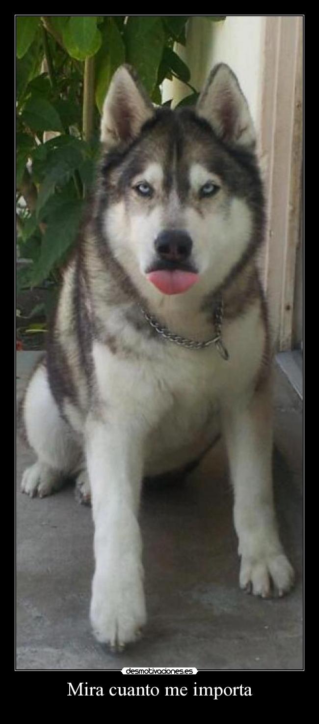 Mira cuanto me importa -