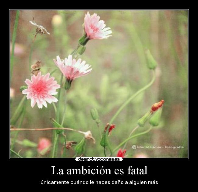 carteles ambicion fatal amor desmotivaciones