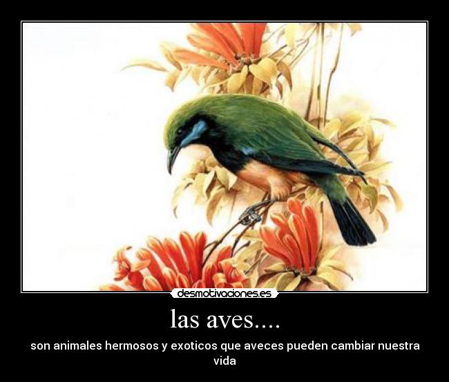 las aves.... - 