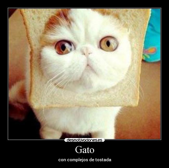 Gato - con complejos de tostada