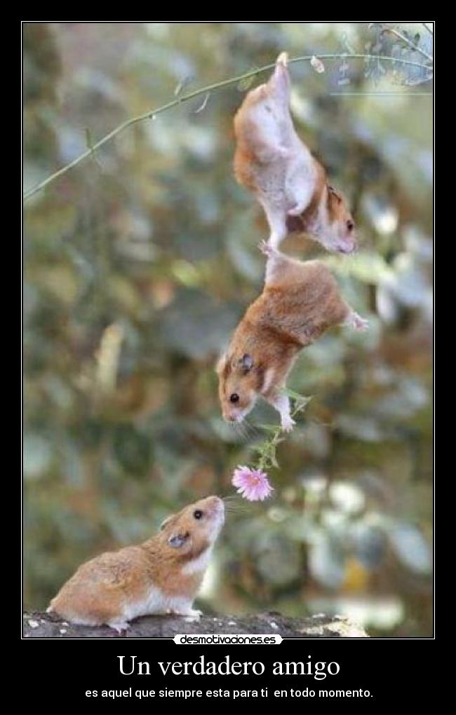 Un verdadero amigo -