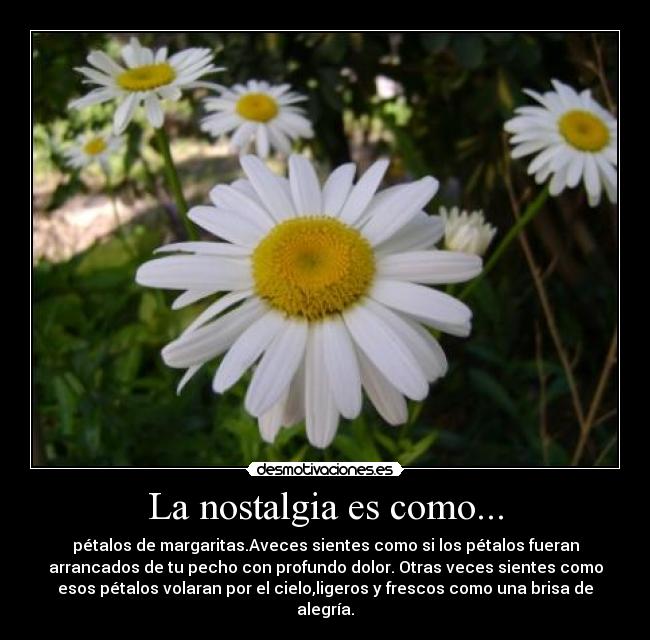 La nostalgia es como... - pétalos de margaritas.Aveces sientes como si los pétalos fueran
arrancados de tu pecho con profundo dolor. Otras veces sientes como
esos pétalos volaran por el cielo,ligeros y frescos como una brisa de
alegría.