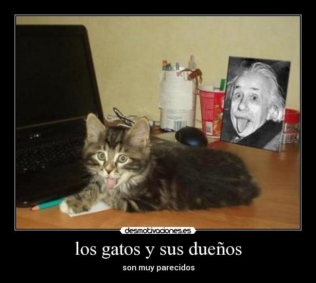 los gatos y sus dueños - son muy parecidos