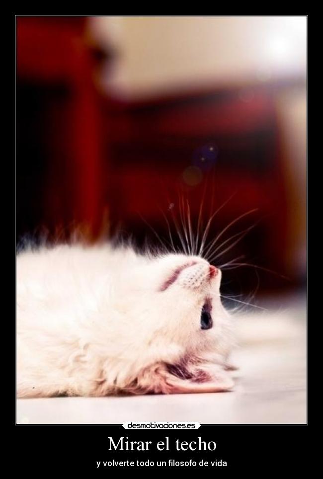 carteles dush desmotivaciones