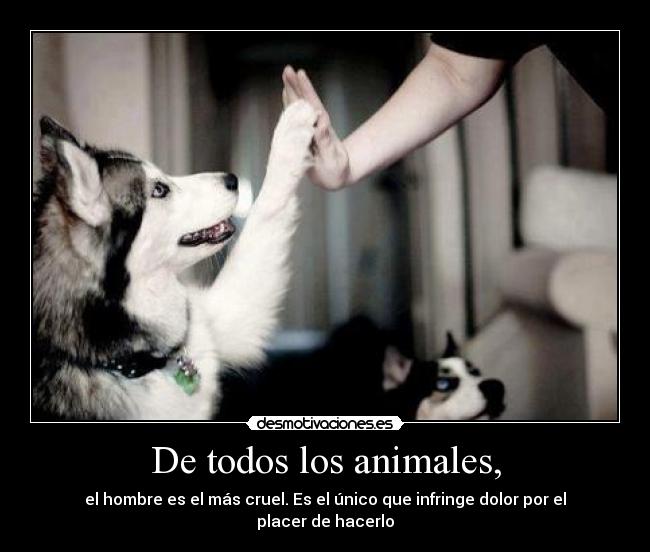 De todos los animales, - el hombre es el más cruel. Es el único que infringe dolor por el placer de hacerlo