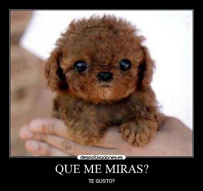 QUE ME MIRAS? - 