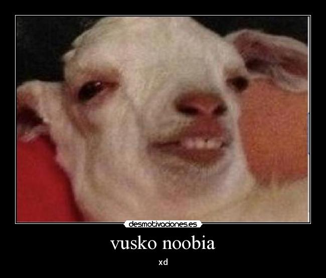 vusko noobia - xd