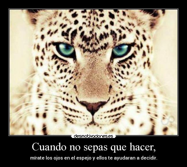 carteles deivod mvr desmo02 elgatoquenuncasupovivir cuando sepas que hacer desmotivaciones