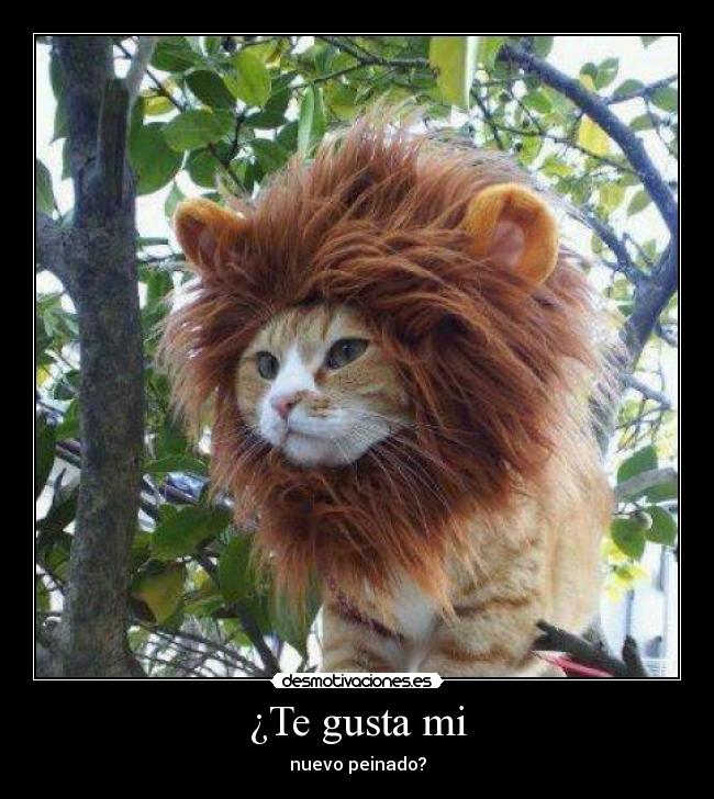 ¿Te gusta mi - nuevo peinado?