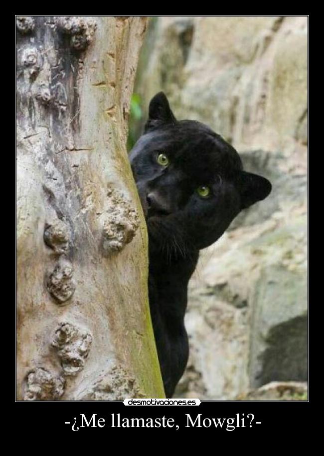 -¿Me llamaste, Mowgli?- -