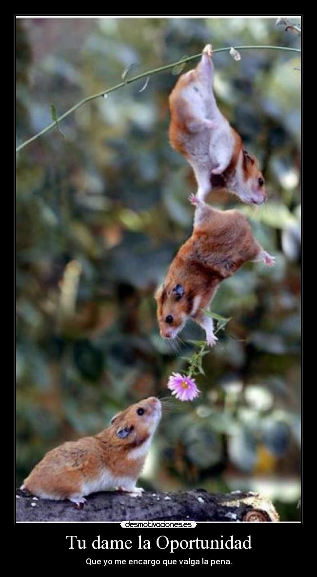 Tu dame la Oportunidad - 