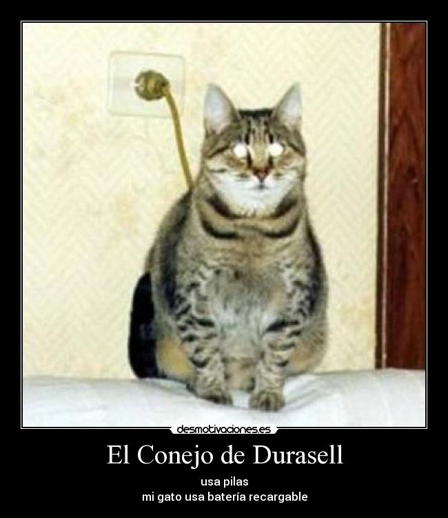 El Conejo de Durasell - usa pilas
mi gato usa batería recargable
