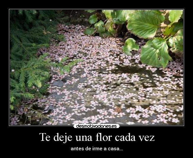 Te deje una flor cada vez -