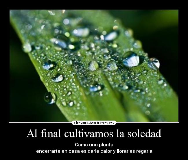 Al final cultivamos la soledad -
