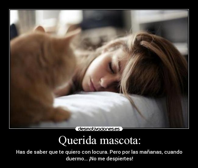 Querida mascota: - 