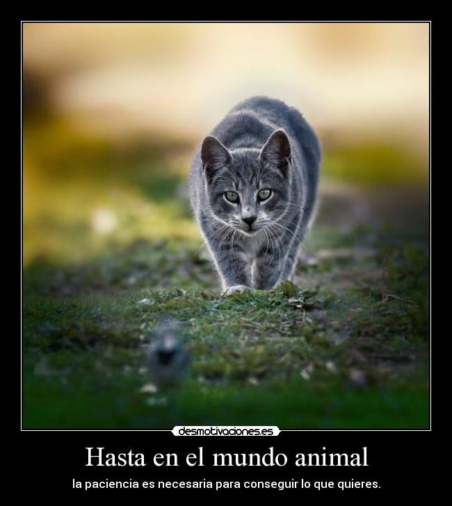 Hasta en el mundo animal -