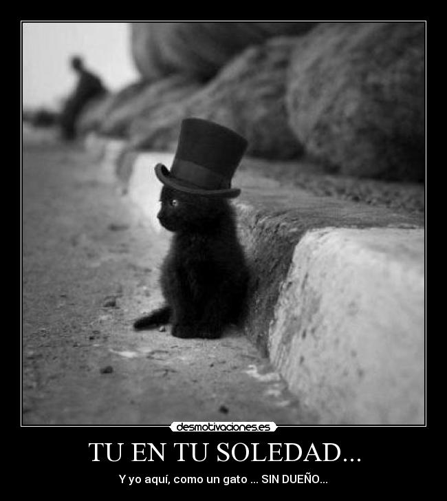 TU EN TU SOLEDAD... - Y yo aquí, como un gato ... SIN DUEÑO...