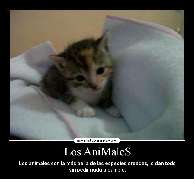 Los AniMaleS - Los animales son la más bella de las especies creadas, lo dan todo
sin pedir nada a cambio.