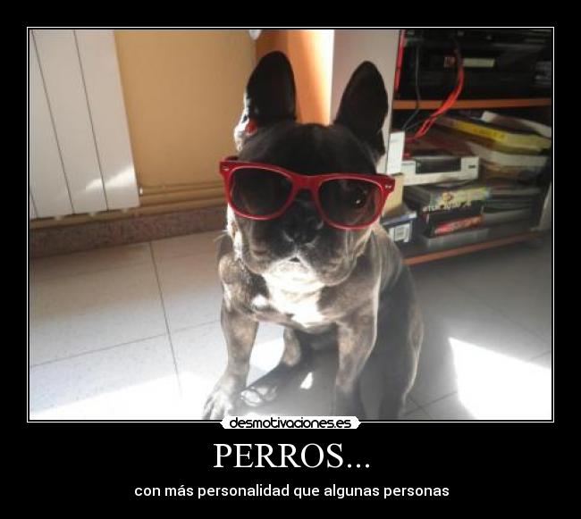 PERROS... - 