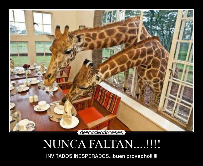 NUNCA FALTAN....!!!! - INVITADOS INESPERADOS...buen provecho!!!!!!