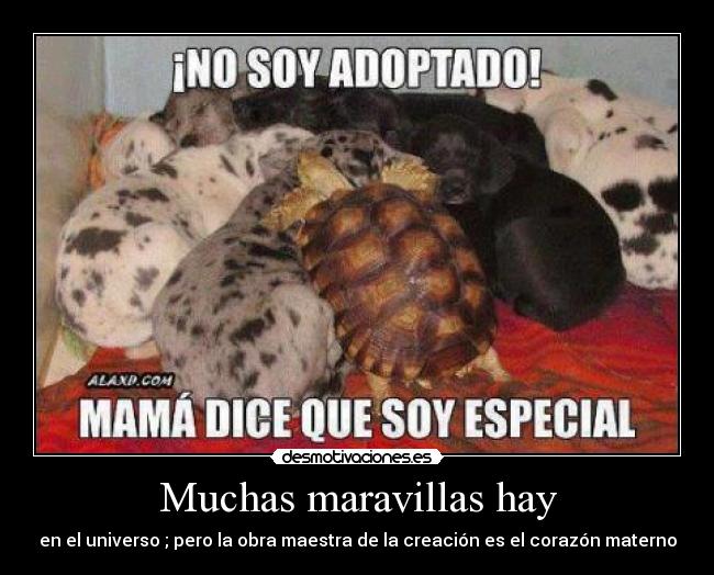 Muchas maravillas hay -