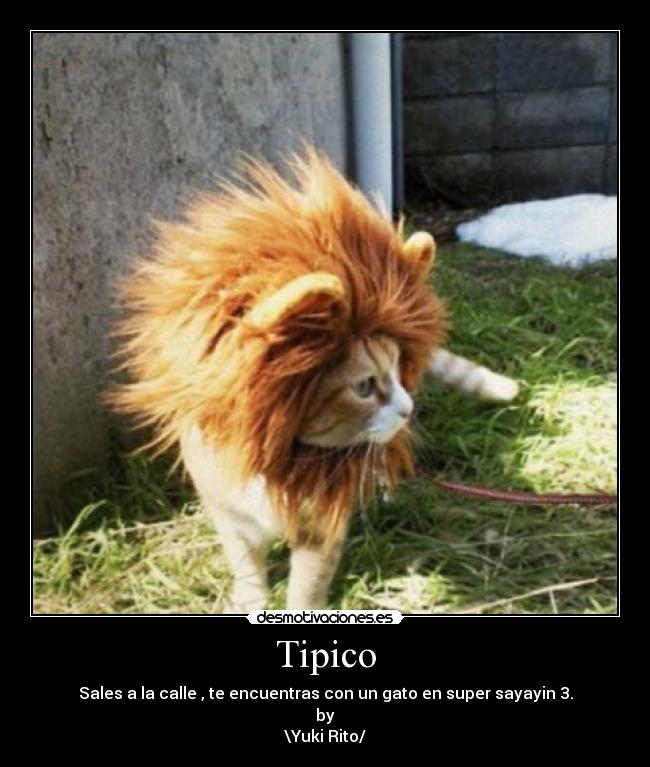 Tipico -