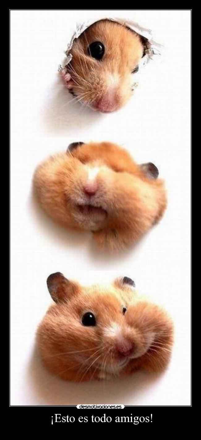 ¡Esto es todo amigos! -