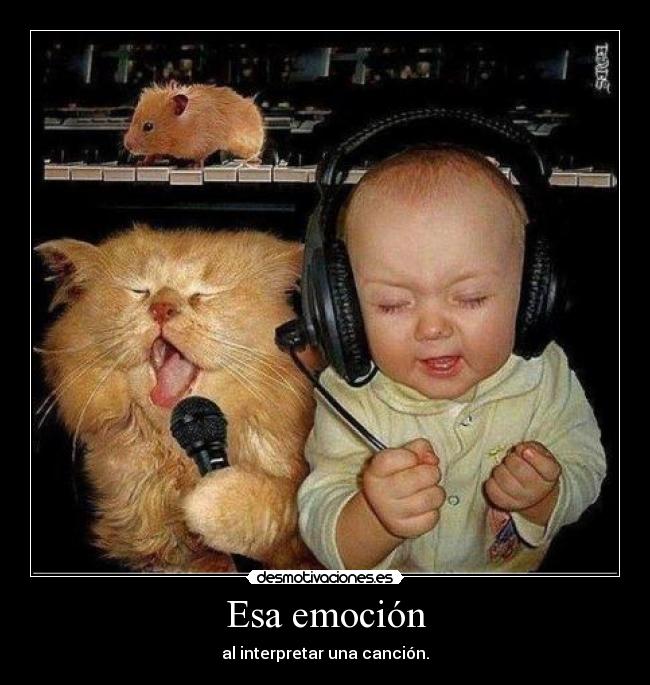 carteles gatosbebe hamster cancion desmotivaciones