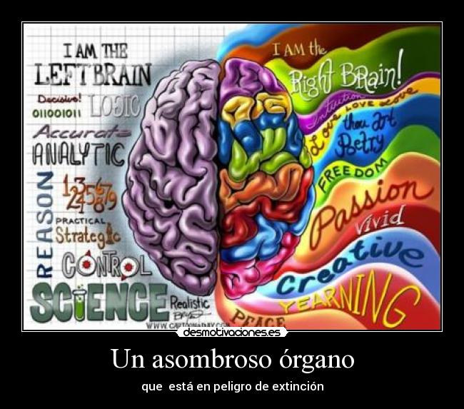 Un asombroso órgano - 