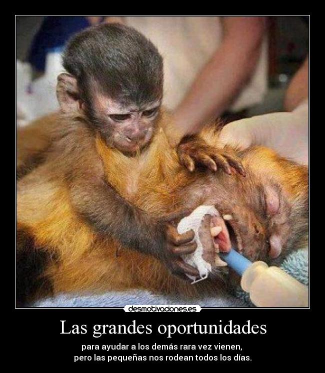 Las grandes oportunidades - 