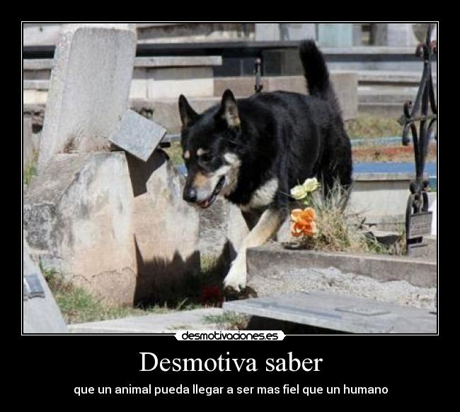 carteles fidelidad acosta todo desmotivaciones