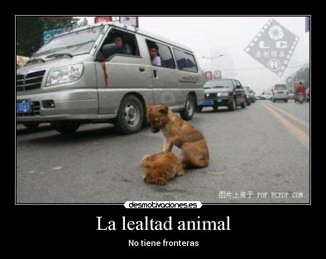 La lealtad animal -