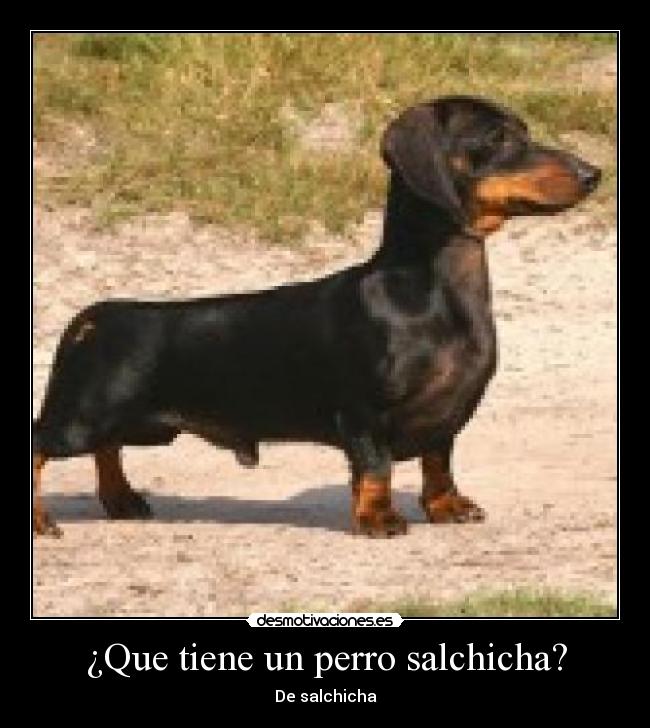 ¿Que tiene un perro salchicha? - De salchicha