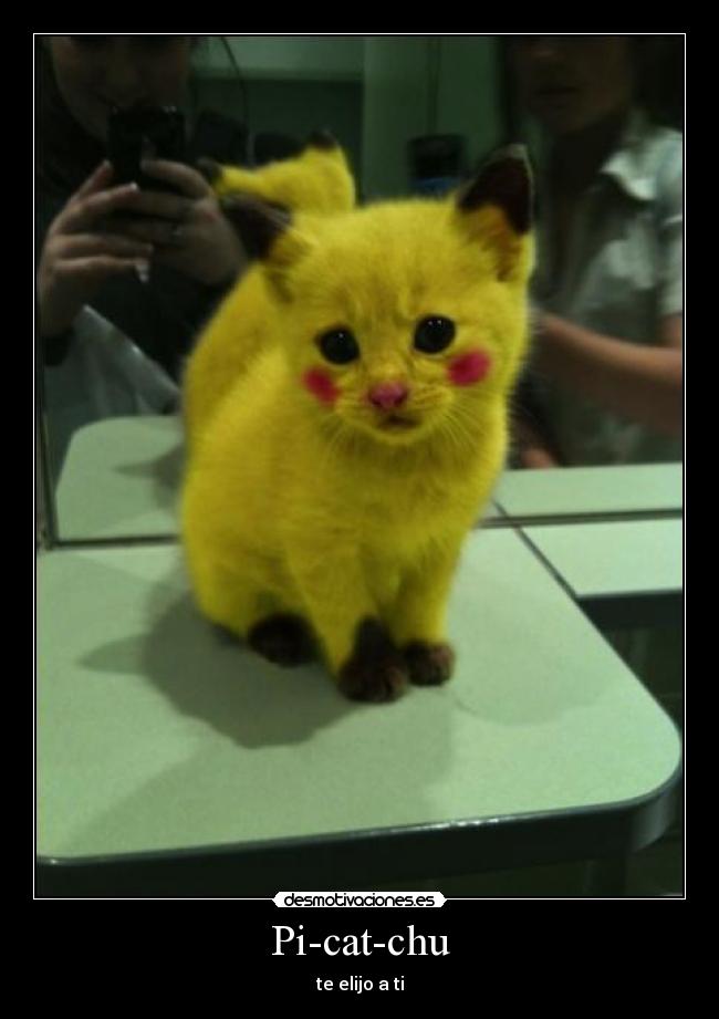 Pi-cat-chu -