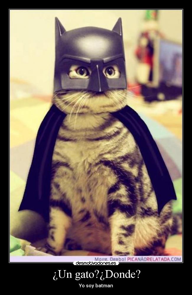 ¿Un gato?¿Donde? - Yo soy batman