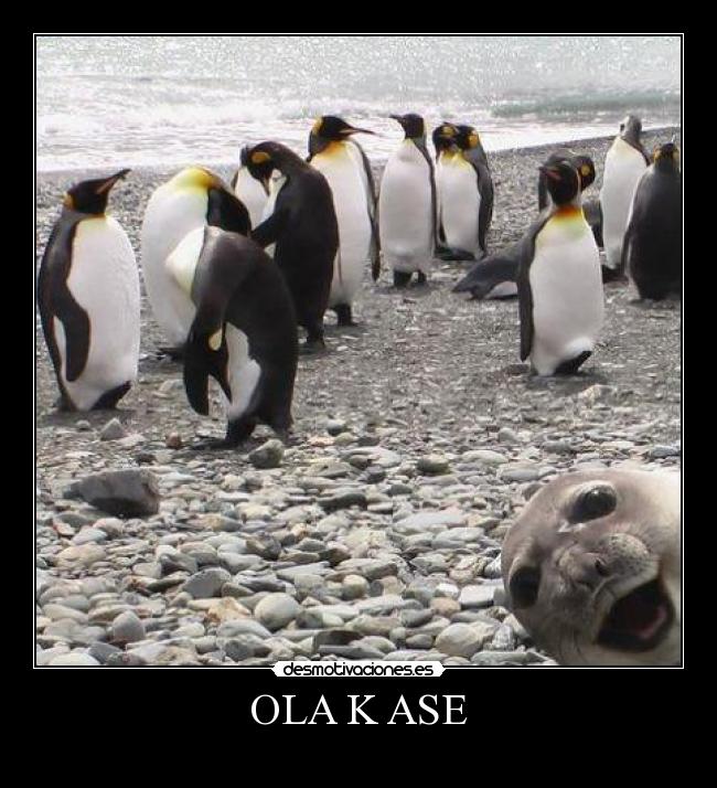 OLA K ASE -