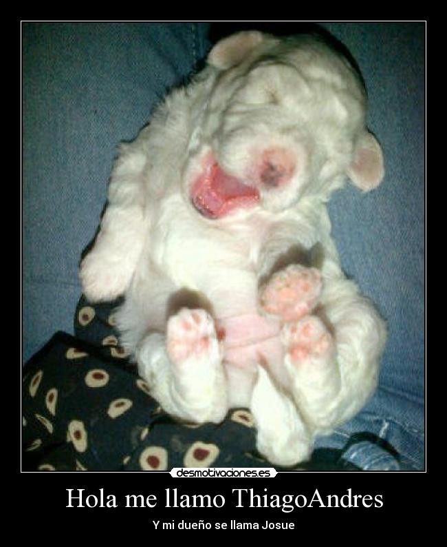 Hola me llamo ThiagoAndres - Y mi dueño se llama Josue