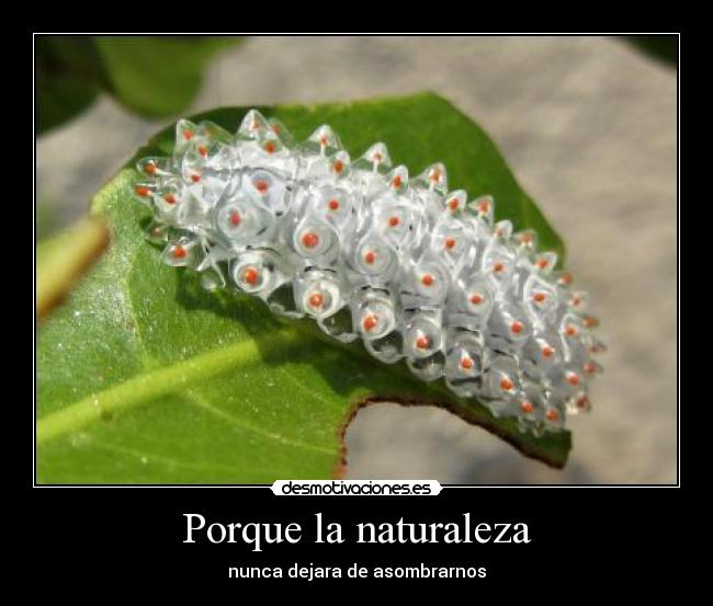Porque la naturaleza -