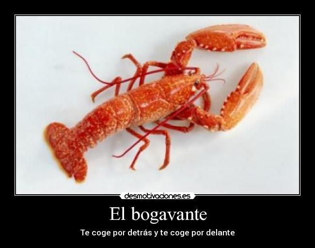 El bogavante -