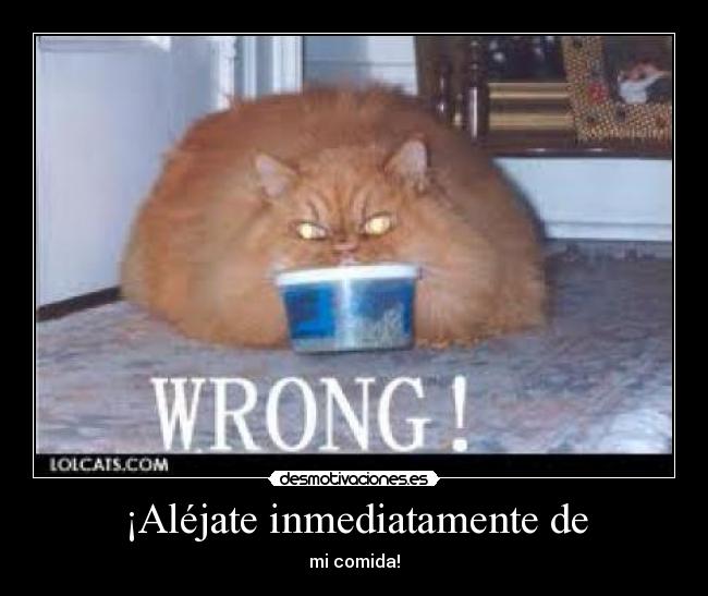 carteles gatitio muy flaco que feos que sois desmotivaciones