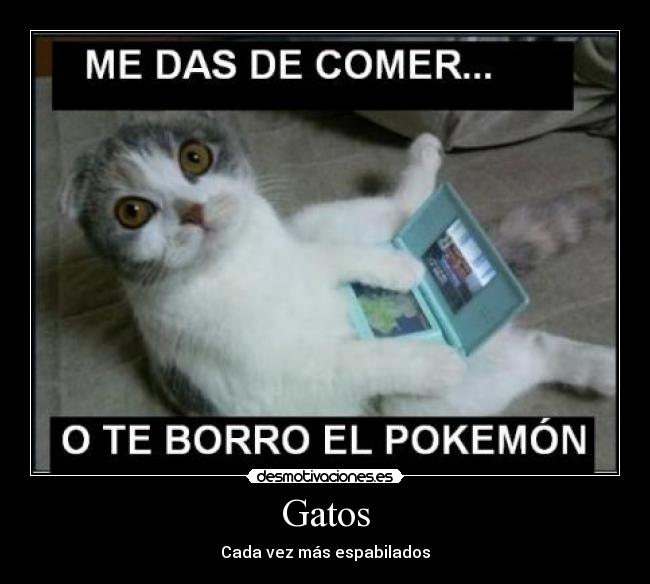 Gatos -