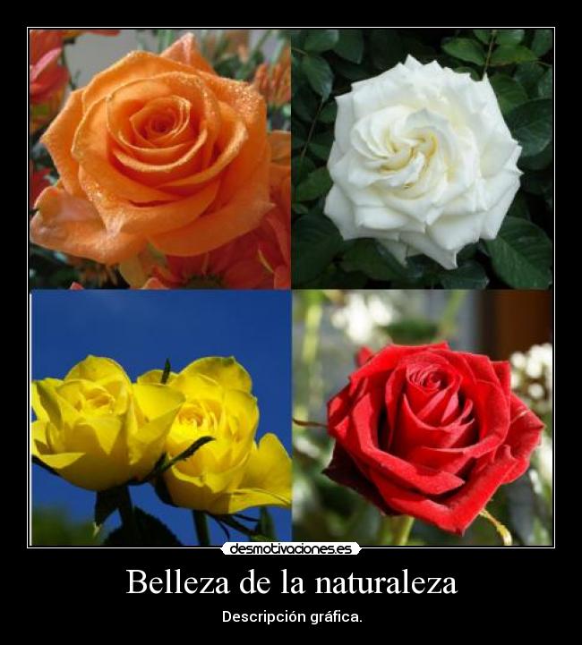 Belleza de la naturaleza - Descripción gráfica.