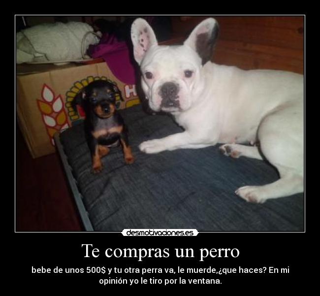 carteles perro nuevo desmotivaciones