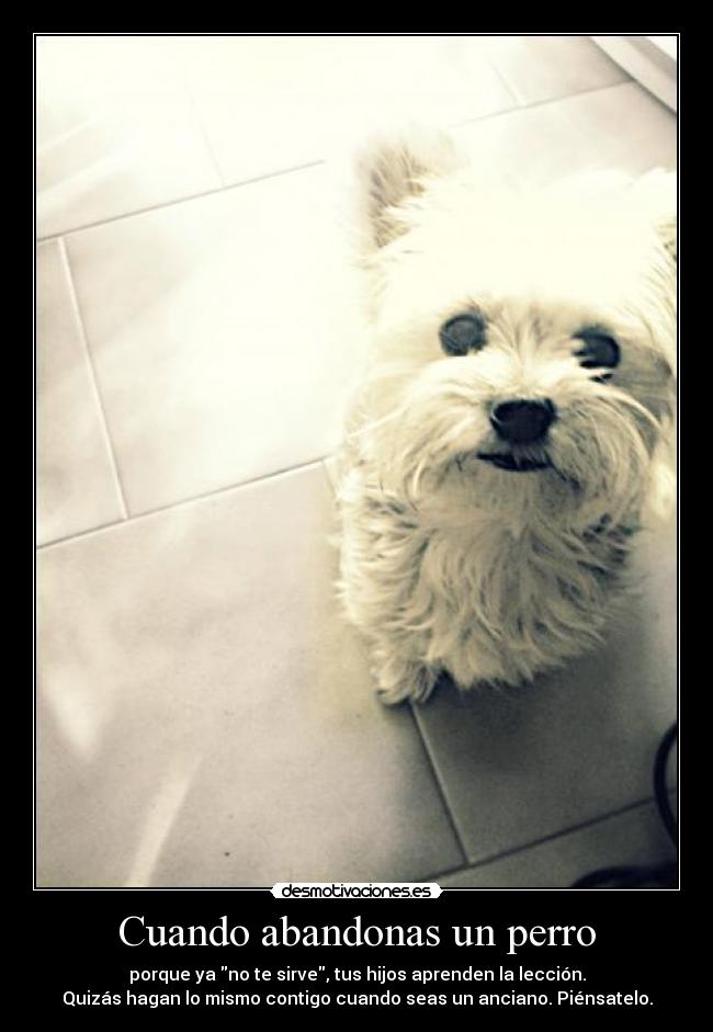 Cuando abandonas un perro -